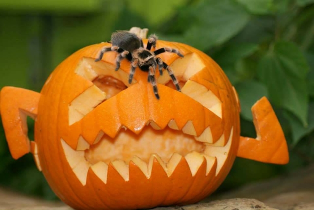  Visile el rincón de las criaturas en Tropical World Leeds 