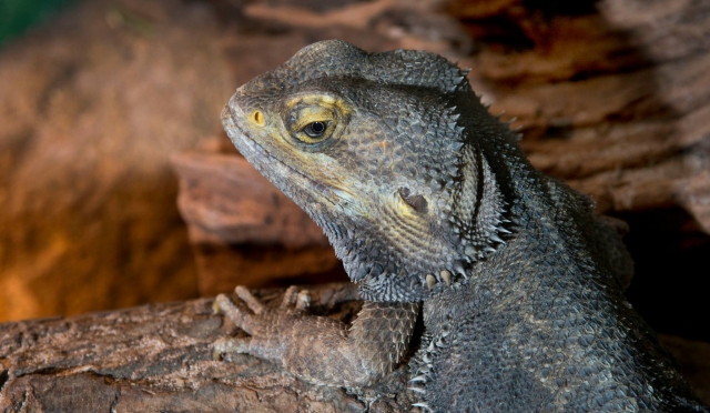 Visile el rincón de las criaturas en Tropical World Leeds 