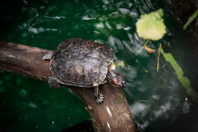  Visile el rincón de las criaturas en Tropical World Leeds 