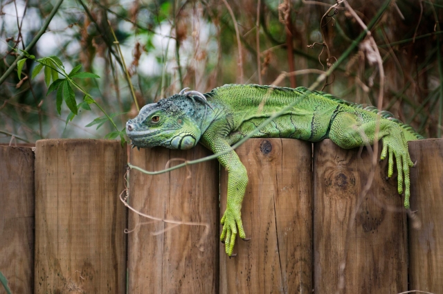  Visile el rincón de las criaturas en Tropical World Leeds 