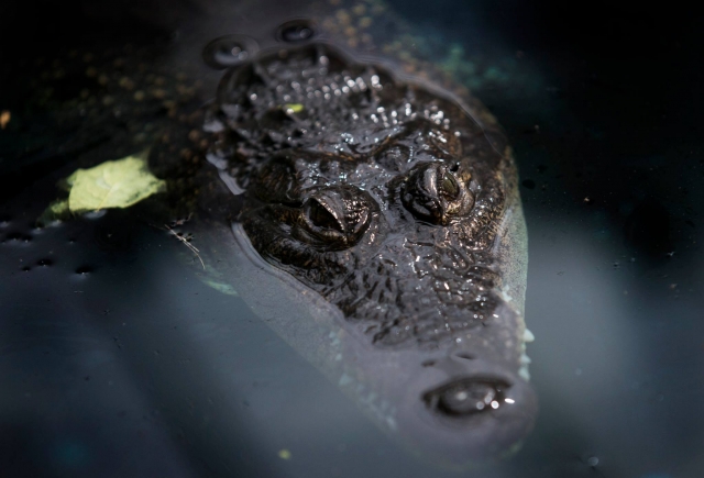  Visile el rincón de las criaturas en Tropical World Leeds 