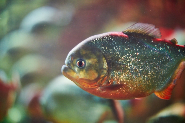  Dé un paseo bajo aguas abiertas en Tropical World Leeds 