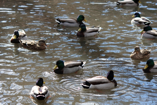  ¡Alimenta a nuestros animales!