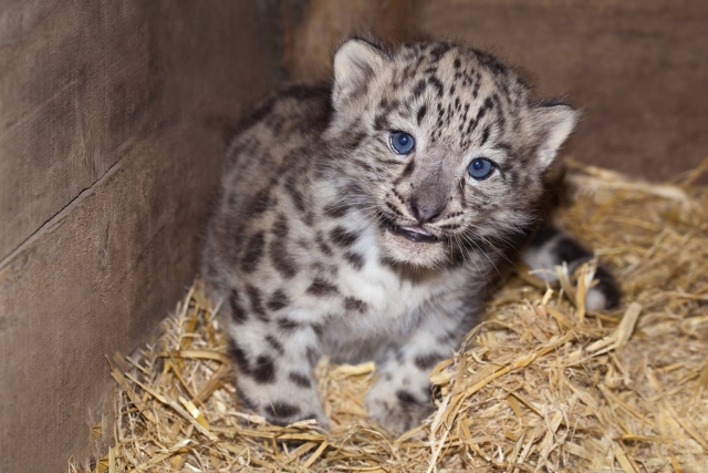  ¡Uno de los cachorros de Nima!