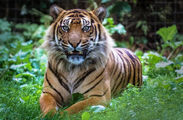  Nuestro hermoso tigre de Sumatra macho 