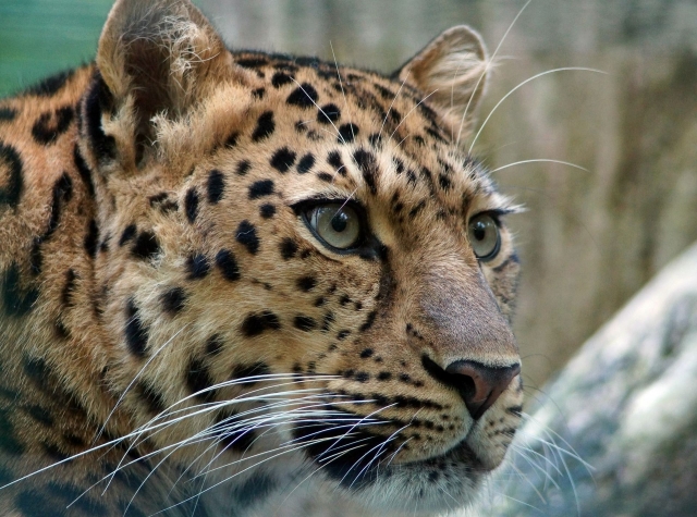  ¡Conoce a los leopardos! 