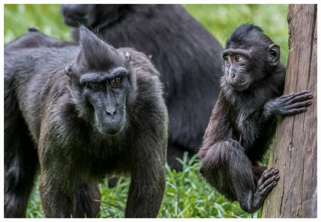  obsérvelos en el hábitat natural 