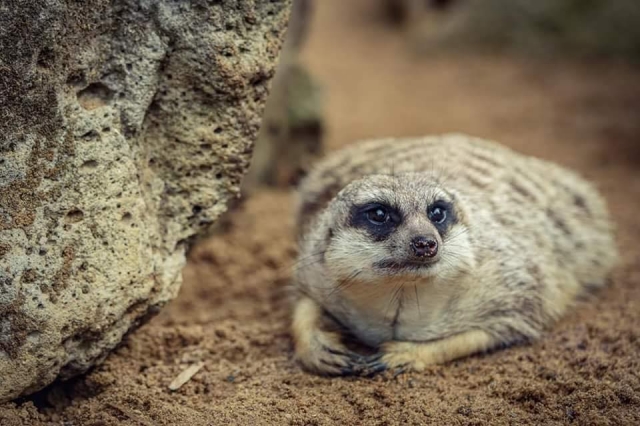  Las nutrias asiáticas 