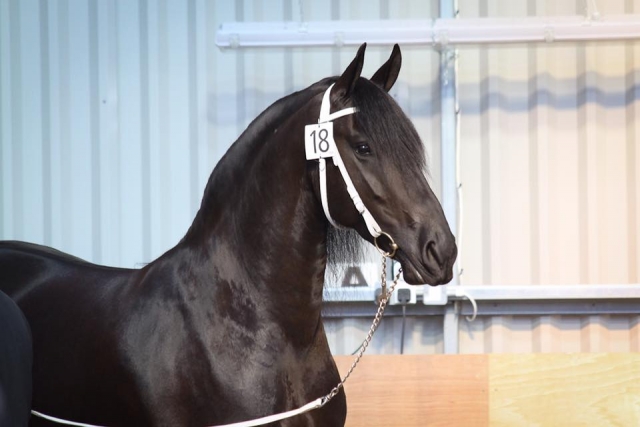  Crianza y ventas en Training en Black Horses Ltd 