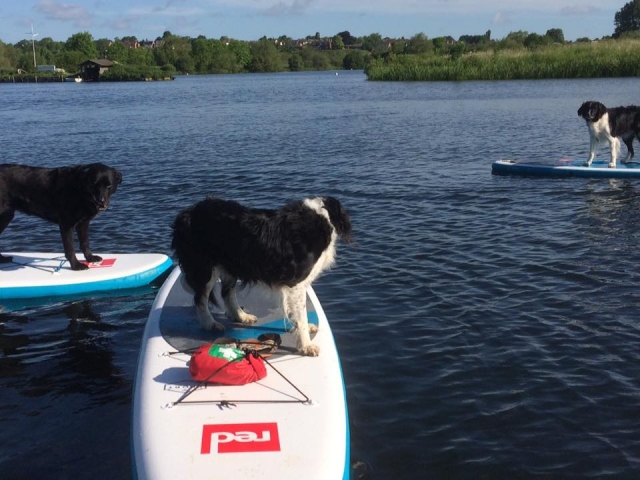  Todo el mundo puede subir en Paddleboard 