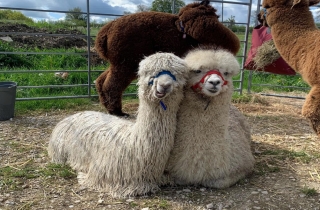 Brackenfield Alpacas