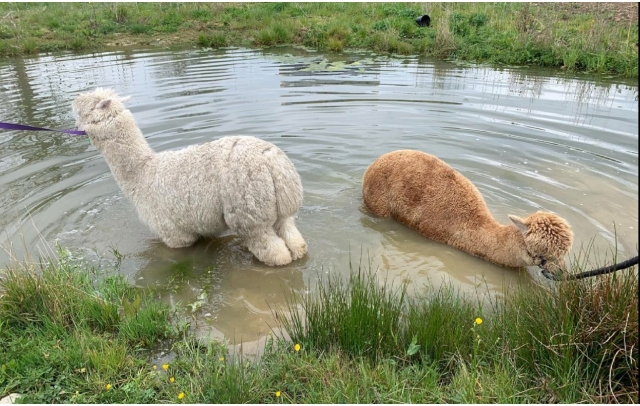  Alpacas en su entorno natural 