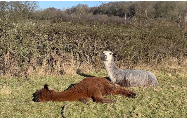  Alpacas disfrutando del sol 