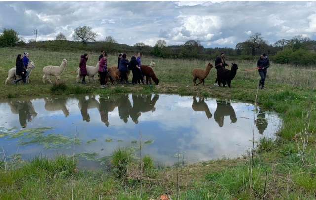  Camicrema con Alpacas 
