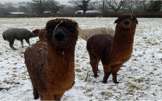  Alpacas nevadas