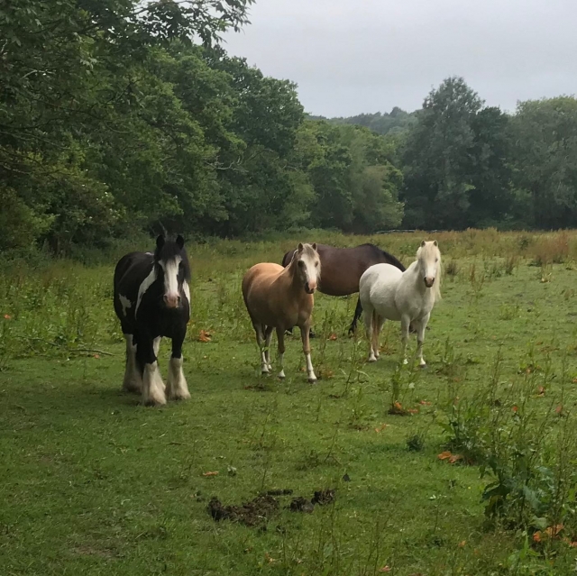  Horse Hacking 