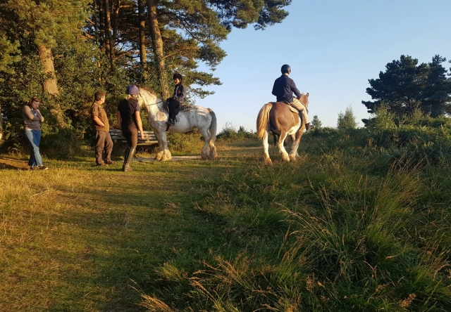  Explorando Ashdown Forest 