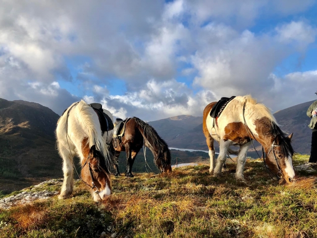 ¡Caballos que le harán disfrutar! 