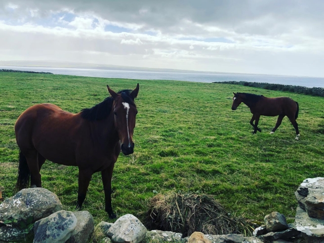  Disponemos de cabalgamarras 