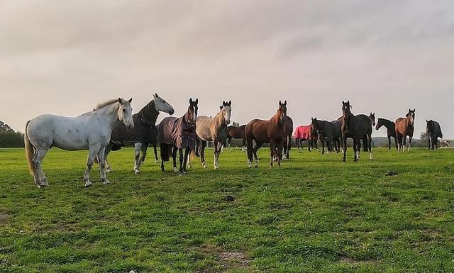  Divertidas sesiones de caballos