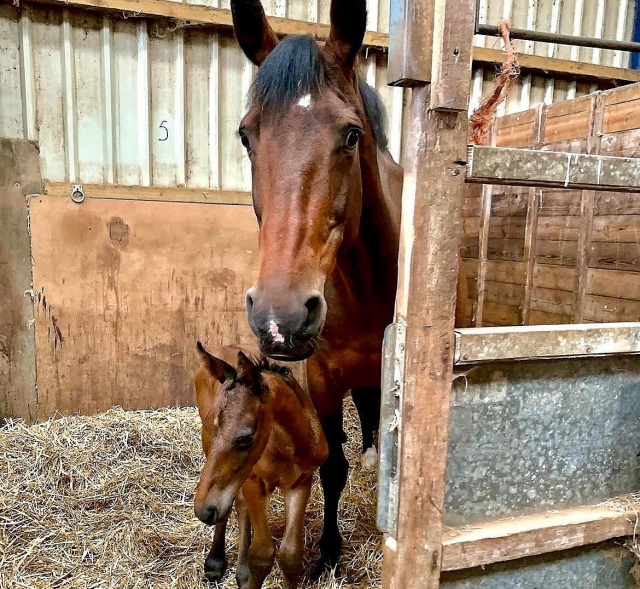  Caballos bien entrenados 