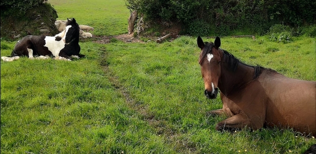  Tenemos los caballos más hermosos 