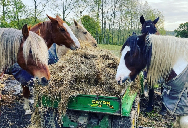  ¡Alimentamos a nuestros fantásticos caballos! 