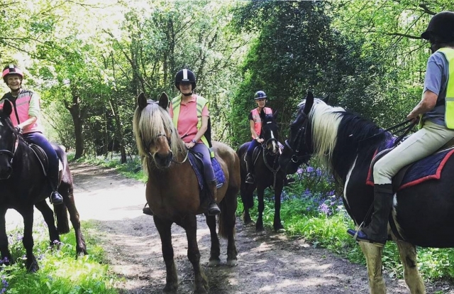  Hackeando en Ashdown Forest 
