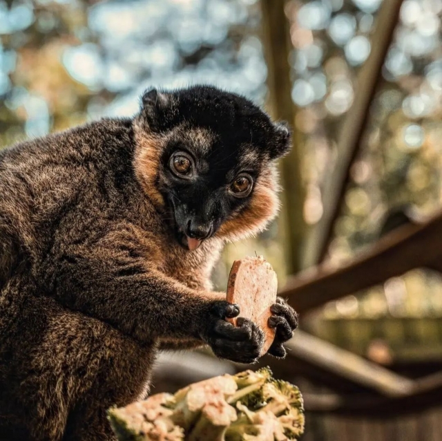  Todo el mundo ama nuestro zoológico 