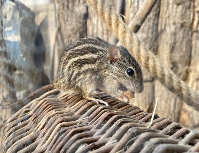  Nuestros ratones son geniales 