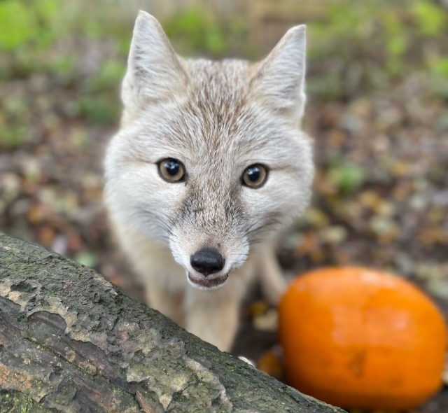  Todos nuestros animales son increíbles 