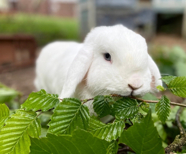  Juega con nuestros conejos