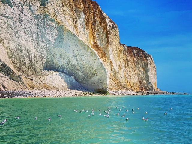  Encuentra las gaviotas tridáctilas 