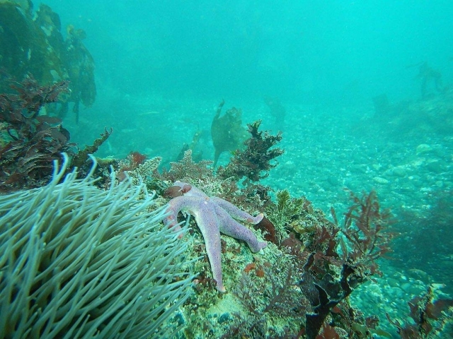  Explora el mar 