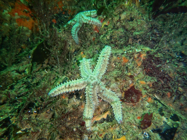  Encuentra estrellas de mar 