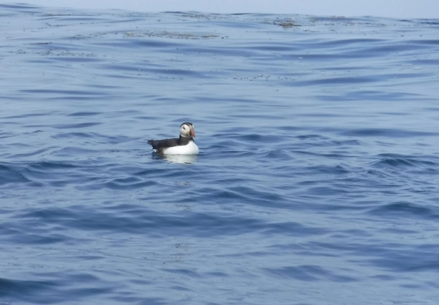  Observa frailecillos 