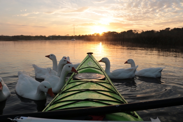 Conoce la fauna local