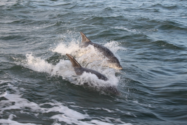  ¡Comparle el agua con los delfines! 