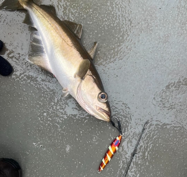  Atrape todo tipo de peces