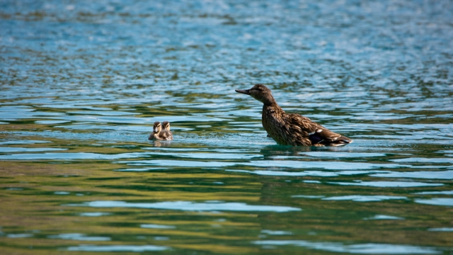  Algunos de nuestros vecinos 