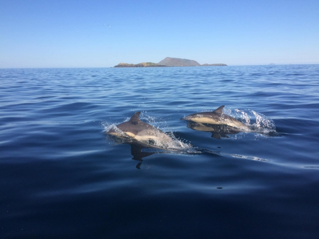  Observa hermosos delfines 