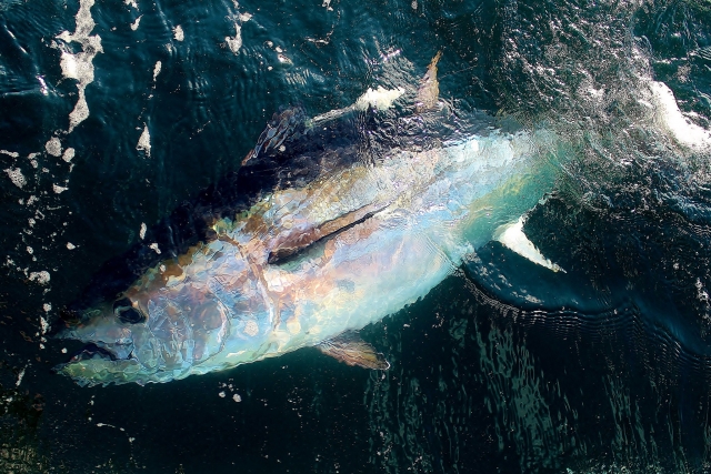  Bonito atún rojo 