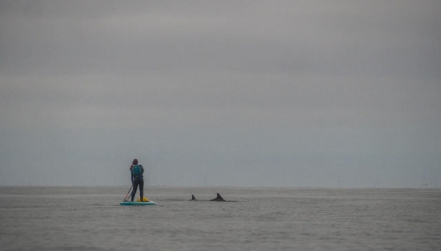  Delfines del Mar del Norte