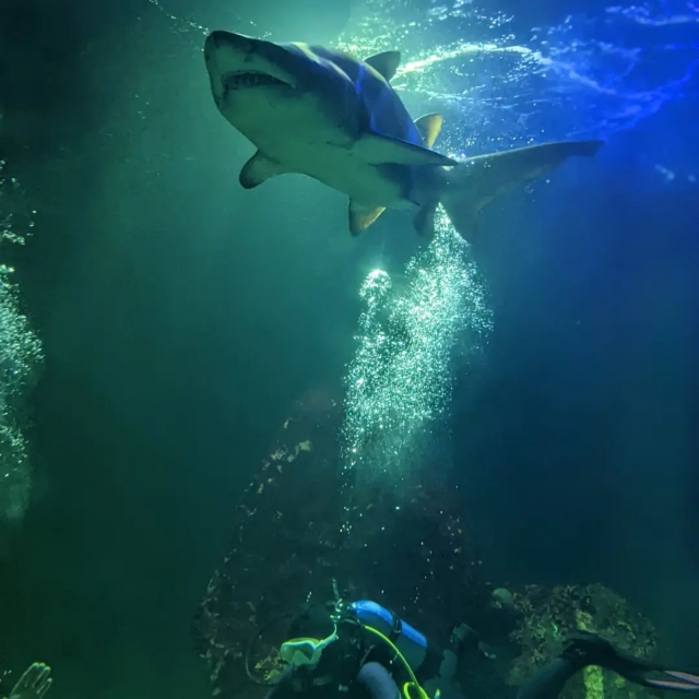  Nadar con tiburones 