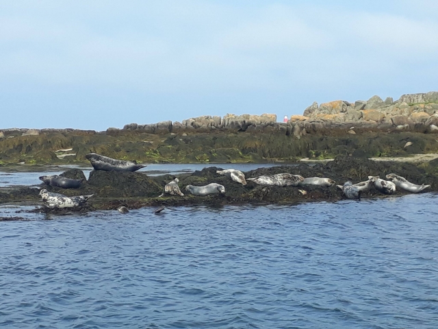  Focas en las rocas 