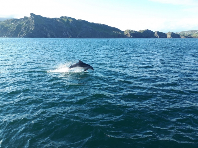  Observación de delfines 