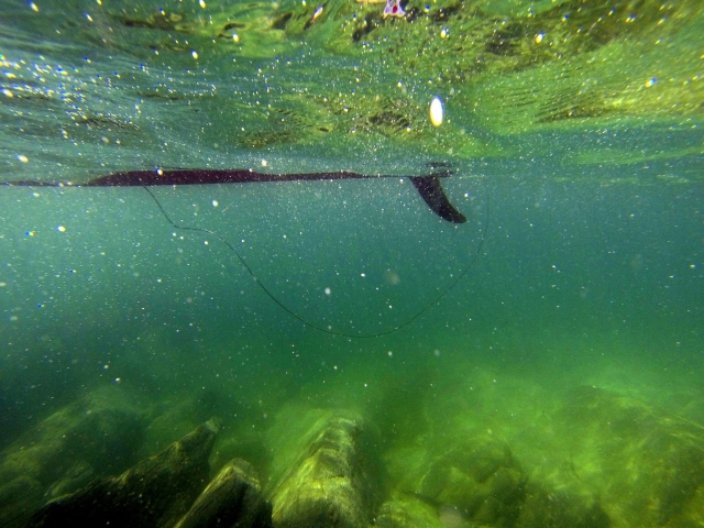 Snorkel en aguas abiertas
