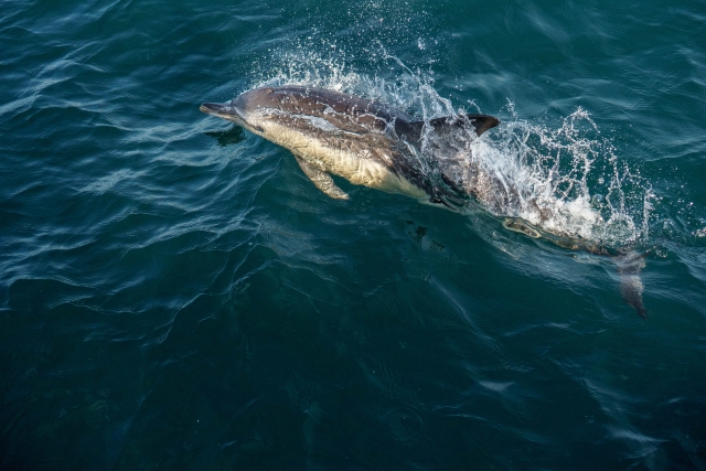  Avistamiento de delfines 