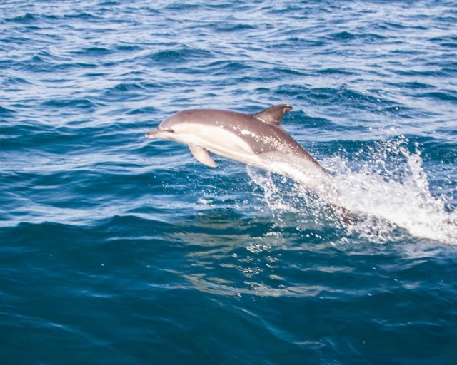  Excursiones con delfines en Cornualles 