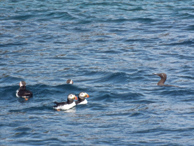  Aves marinas y otros animales marinos 